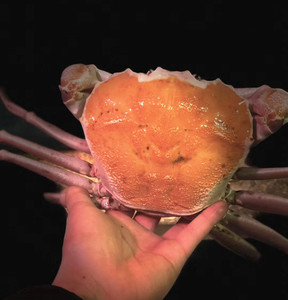 【黄金帝王蟹】黄金帝王蟹品牌,价格 - 阿里巴巴