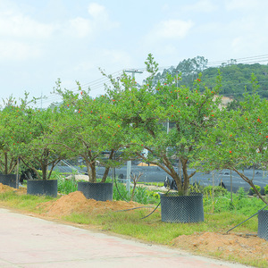 丛生果石榴花石榴景观造型乔木工程绿化风景树行道树园林绿化施工