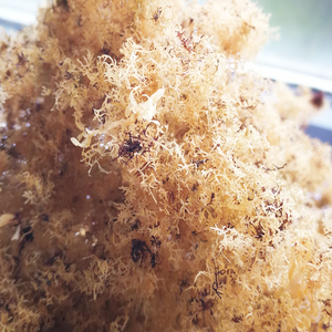 【大鱼仓】舟山嵊泗东海野生海石花果冻原料石花菜凉粉天然石花草