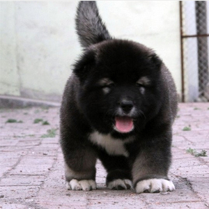 出售纯种高加索幼犬活体巨型犬熊版黑色青色俄罗斯高加索犬宠物狗
