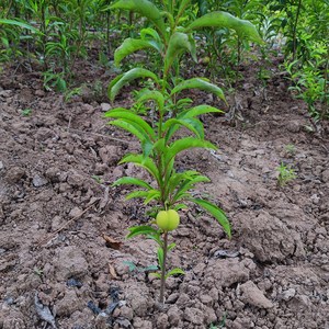 蜂糖李子树苗嫁接苗木特大脆李四川李树果苗南方苗木新品种果树