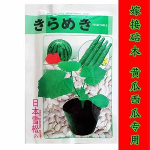 日本雪松 黄瓜西瓜甜瓜嫁接专用砧木白南瓜籽白籽南瓜种子种籽孑