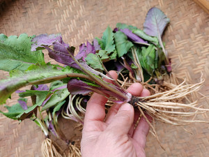 贵州草草药野青菜500g 新鲜现挖野生中药材天青地红土三七菊三七