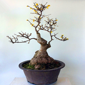 腊梅盆景腊梅大树桩盆景熟桩素心腊梅 梅花老桩头盆景成品包邮