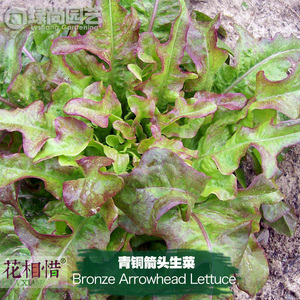 青铜箭头生菜种子进口四季播种地栽阳台盆栽蔬菜种籽叶红橡叶生菜