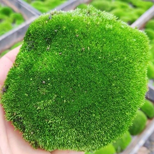 爱尔兰珍珠草苔藓石竹草家庭园艺盆栽阳台庭院花卉绿植地被多年生
