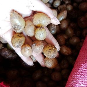 野生新鲜石黄皮 落地珍珠凤凰蛋 马骝卵500克  10斤起包邮