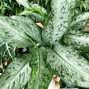 美国花叶万年青星斑粗肋草盆栽室内北欧ins四季常青观叶植物