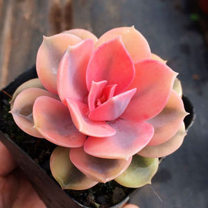 稀有多肉植物彩虹多头老桩彩心莲肉肉养易活紫珍珠贵货红心莲