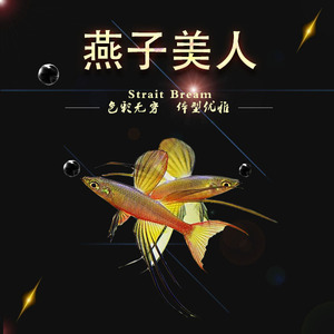 阿鲁型橘色珍珠燕子鱼霓虹蓝背橘红燕子美人鱼草缸小型热带鱼活体