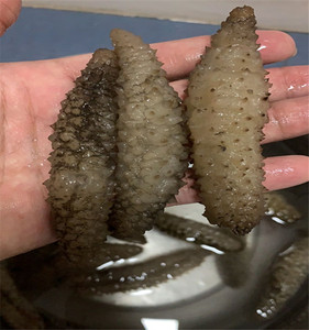 野生海参 小黑刺230头500克米刺参 印尼小刺参干货