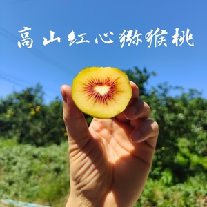 四川高山红心猕猴桃 纯甜口感奇异果孕妇水果5斤包邮新鲜水果