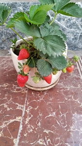 草莓苗法兰帝 妙七  乡野   久香 南方耐高温 丰产 易度夏混合苗