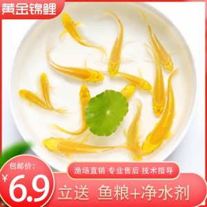 【黄金丝鱼】黄金丝鱼品牌,价格 阿里巴巴