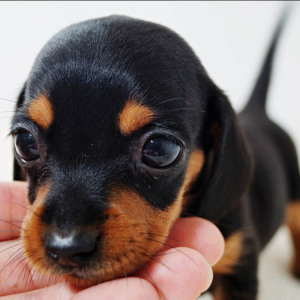 精品铁包金黑棕黄色迷你标准型腊肠幼犬短毛腊肠家养宠物活体狗狗