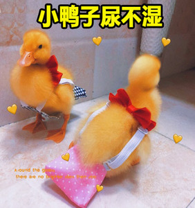 小鸭子穿的尿不湿屎兜纸尿裤宠物柯尔鸭鸡接粪便屎尿屁股包的衣服