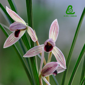 吉祥 如意红舌云南兰花名品莲瓣兰日出东海三江红舌自然养殖