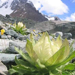 雪莲花天山雪莲正品新疆