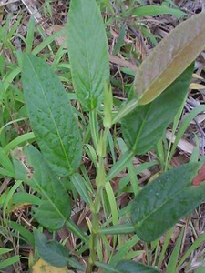 葫芦茶清热解暑下火凉茶中草药材药用花卉绿植物野生盆栽种植苗