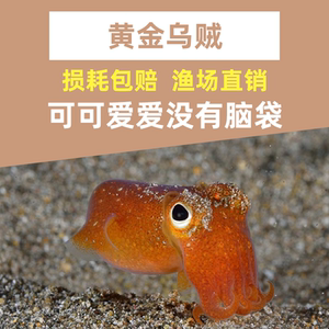 黄金乌贼 翻砂海水观赏鱼小丑鱼活体珊瑚顺丰包损