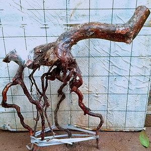 室内马银花杜鹃一物一拍下映高山红老桩盆景矮霸造型提根倒栽树苗