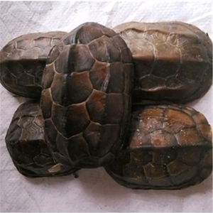乌龟壳中药材背甲 生龟甲壳 龟上甲 龟盖 500克