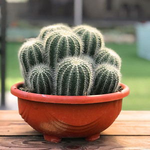 英冠玉会开花的仙人球实生球广州正欣园艺超大多肉植物盆栽办公室