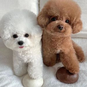 家养进口宠物黑色灰色泰迪比熊幼犬活体迷你小偿领养小狗可爱真狗