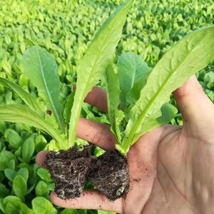 莴笋苗莴苣秧苗芽苗菜青皮农家耐寒蔬菜苗红皮现卖西蓝花阳台庭院