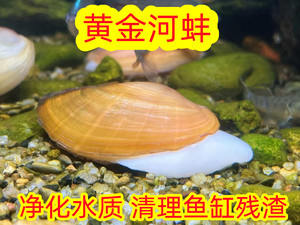 好养黄金小河蚌原生冷水观赏河蚌活体水族净化水质淡水螺鲜活贝壳