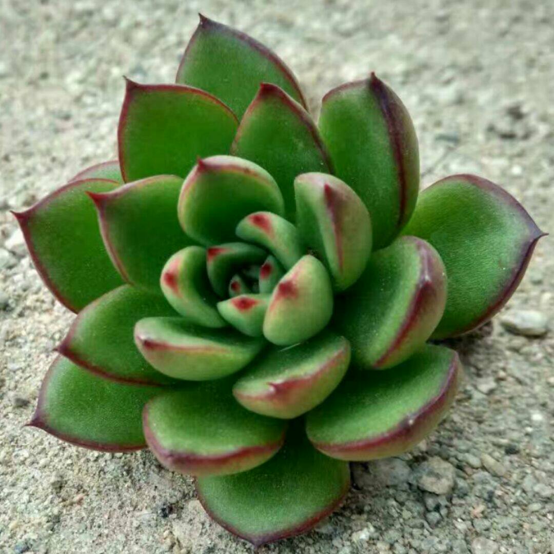 多肉植物凤梨科【姬凤梨67cm左右】颜色红可做配盆增加颜色