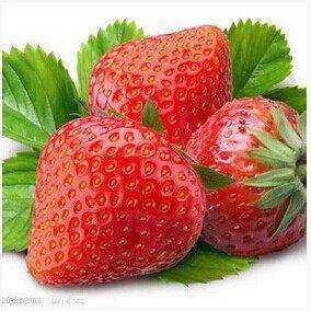 超大草莓 可盆栽草莓苗【巨星一号】果实比鸡蛋还大 高产