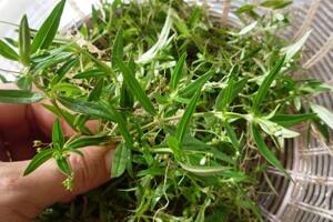 野生白花蛇舌草蛇总管甲猛草龙舌草羊须草现采现发 250g(没货)