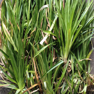 【中草药肺心草】中草药肺心草品牌,价格 - 阿里巴巴