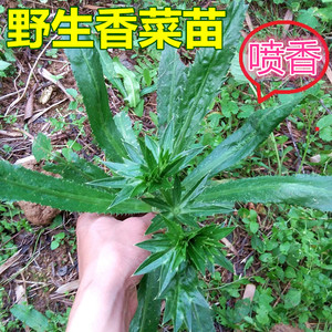 广东新鲜野香菜苗农家野生刺芹现挖野芫荽番鬼香茜泰国大香菜10棵