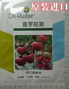 荷兰进口粉果番茄种子西红柿籽口感好产量高耐裂果耐低温普罗旺斯