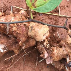 菝葜根 金刚刺 金刚藤乌鱼刺山归来生铁菱角铁刺苓500g新鲜草药