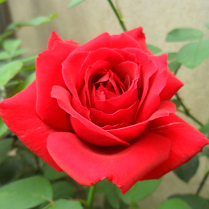 庭院大花月季花卉梅郎口红浓香玫瑰花苗切花大红色月季盆栽带花苞