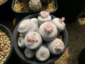 小人帽子 月世界属  仙人球 伊朗丸乌月丸多肉植物