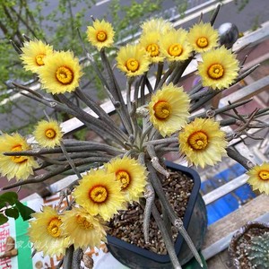 美杜莎仙人球嫁接仙人掌类植物盆栽稀有品种室内花卉桌面盆景绿植