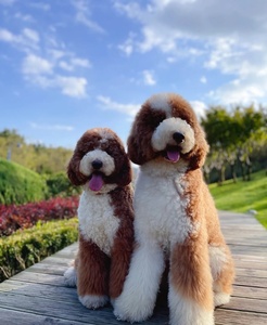 纯种巨型贵宾幼犬大型泰迪犬巨贵犬花色幼犬活体巨型超大贵宾犬狗