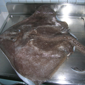 大连长海特产新鲜老板鱼活体 当日鲜货 小海鲜 活海鱼 顺丰冷运