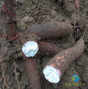木薯姜新鲜现挖木薯 食用香粉糯山坡红皮白肉甜木树薯 5斤装包邮