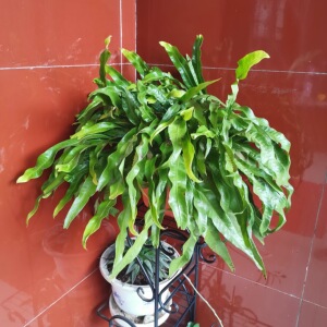 江南星蕨七星剑旋鸡尾绿植庭院阳台楼顶窗台假山造景包邮容易裸根