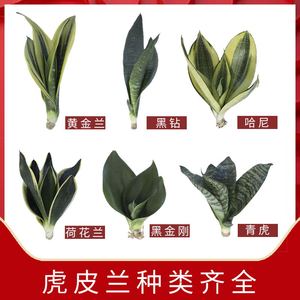 白玉虎皮兰花盆