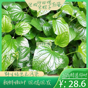 假蒌叶广西蛤娄假蒟野生现摘炒田螺包粽子叶菜类新鲜哈娄香叶包邮