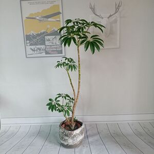 宠物及园艺 盆栽,盆景 盆栽 龙血树盆栽