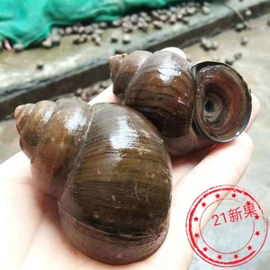 梧州野生特大号田螺鲜活新鲜脆海鲜螺超大活体活泥螺发广东广西