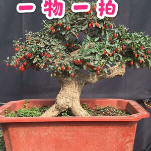 野生枸杞盆景老桩室内盆栽微型小盆景观赏生桩枸杞盆景老桩1