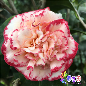 白衣大皇冠茶花 又名宽彩带 名贵品种茶花